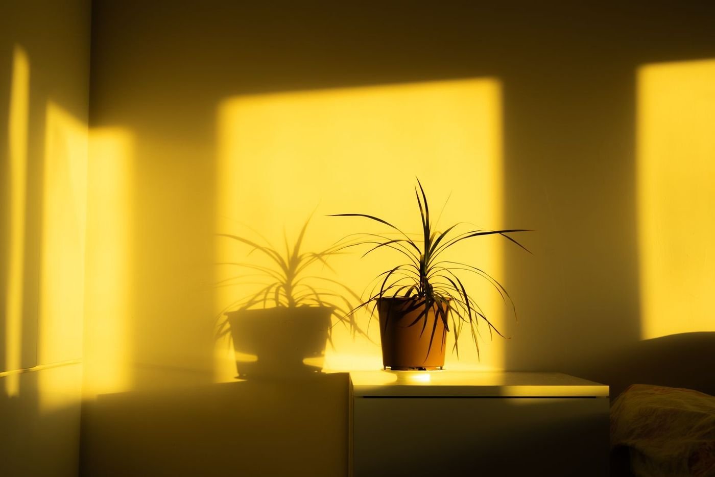 Concept frame: a quiet pool of warm light and a plant’s shadow on a wall