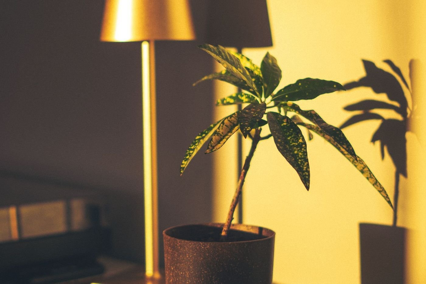 A brass lamp and a plant in sunlight, recomposed for vertical, portrait, square and wide formats