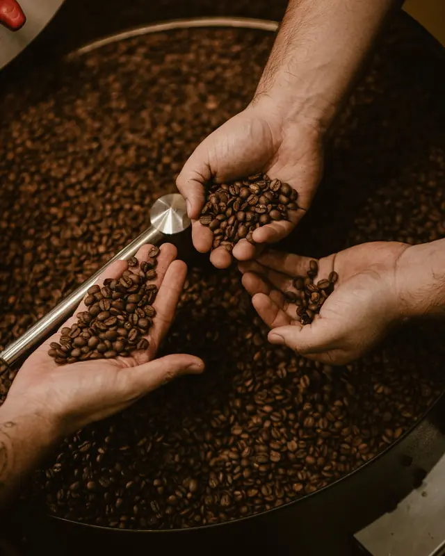 Hands holding roasted coffee beans over a roaster